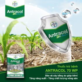 ANTRACOL 70WP