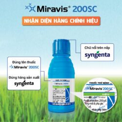 NHAN DIEN CHINH HIEU_Miravis