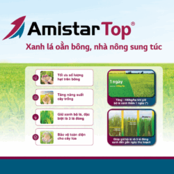 Amistar Top